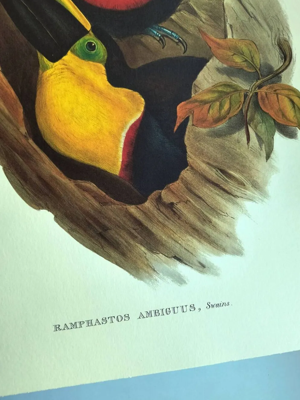 Illustration vintage - Toucan Ambigus par John Gould - planche oiseaux