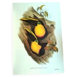 Illustration vintage - Toucan Ambigus par John Gould - planche oiseaux