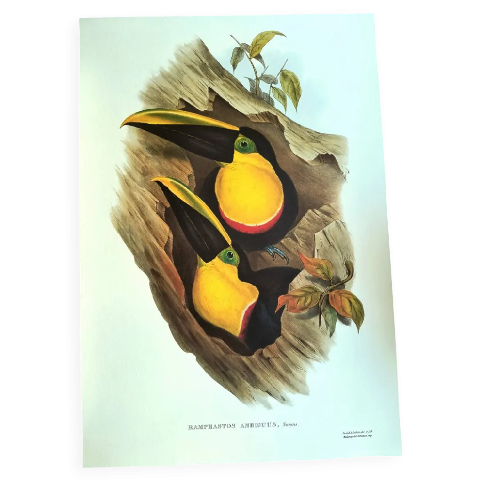 Illustration vintage - Toucan Ambigus par John Gould - planche oiseaux