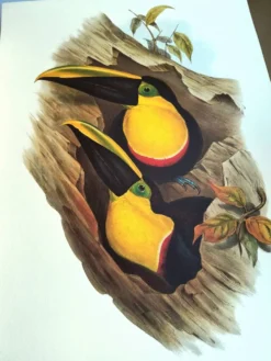 Illustration vintage - Toucan Ambigus par John Gould - planche oiseaux