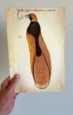 Impressions de l'histoire naturelle de la Renaissance, paire de fac-similés du Codex Pomar, années 1990.