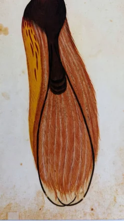 Impressions de l'histoire naturelle de la Renaissance, paire de fac-similés du Codex Pomar, années 1990.