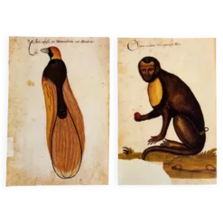 Impressions de l'histoire naturelle de la Renaissance, paire de fac-similés du Codex Pomar, années 1990.