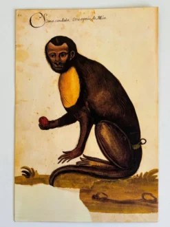 Impressions de l'histoire naturelle de la Renaissance, paire de fac-similés du Codex Pomar, années 1990.