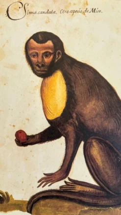 Impressions de l'histoire naturelle de la Renaissance, paire de fac-similés du Codex Pomar, années 1990.