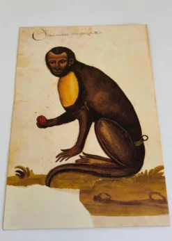 Impressions de l'histoire naturelle de la Renaissance, paire de fac-similés du Codex Pomar, années 1990.