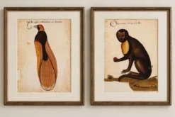 Impressions de l'histoire naturelle de la Renaissance, paire de fac-similés du Codex Pomar, années 1990.