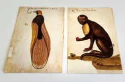 Impressions de l'histoire naturelle de la Renaissance, paire de fac-similés du Codex Pomar, années 1990.