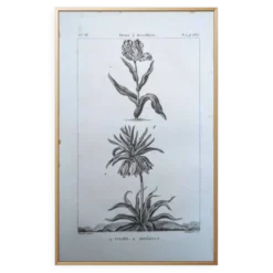 Imprimée en 1818, Tulipe et Impériale. Botanique vintage.
