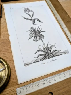 Imprimée en 1818, Tulipe et Impériale. Botanique vintage.