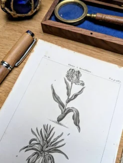 Imprimée en 1818, Tulipe et Impériale. Botanique vintage.