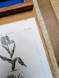 Imprimée en 1818, Tulipe et Impériale. Botanique vintage.