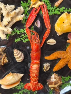 Insolite assiette murale vintage fruits de mer cabinet de curiosités