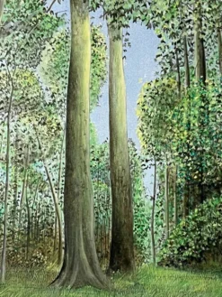 Kaki Brunet (1926-2012) 