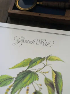 La Grande Ortie, illustration imprimée en 1986. Botanique Vintage.