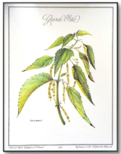 La Grande Ortie, illustration imprimée en 1986. Botanique Vintage.