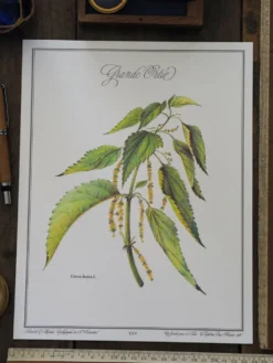 La Grande Ortie, illustration imprimée en 1986. Botanique Vintage.