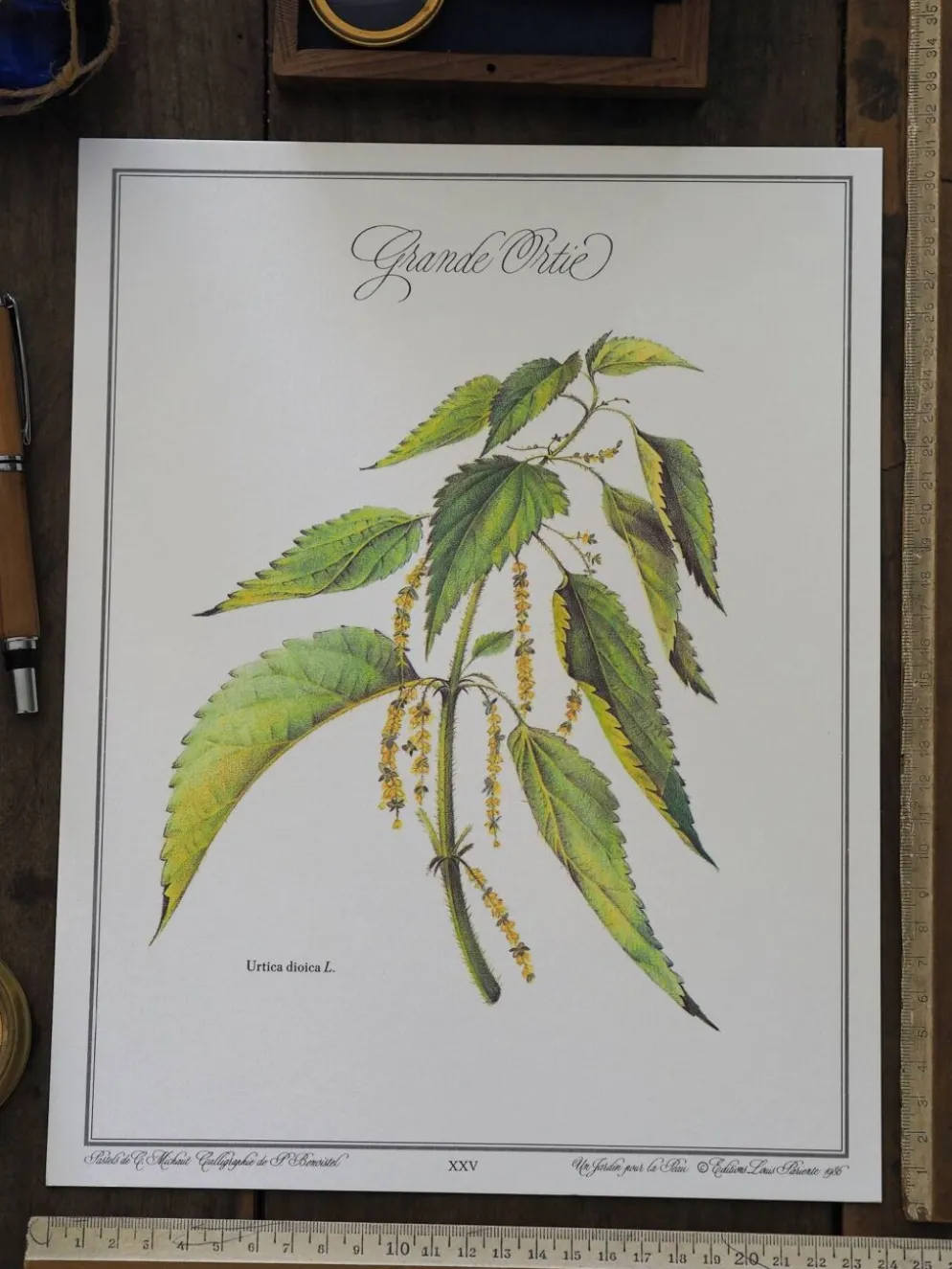 La Grande Ortie, illustration imprimée en 1986. Botanique Vintage.