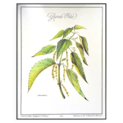 La Grande Ortie, illustration imprimée en 1986. Botanique Vintage.