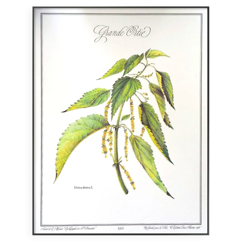 La Grande Ortie, illustration imprimée en 1986. Botanique Vintage.