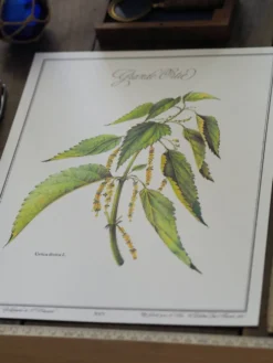 La Grande Ortie, illustration imprimée en 1986. Botanique Vintage.