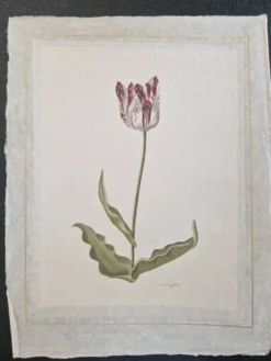 La Roche Laffitte (Né en 1943) - Dessin à l'aquarelle sur soie - Tulipe