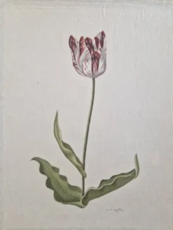 La Roche Laffitte (Né en 1943) - Dessin à l'aquarelle sur soie - Tulipe