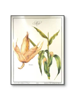 Le Maïs, illustration imprimée en 1986. Botanique Vintage. 24X31cm