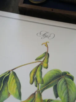 Le Soja, illustration imprimée en 1986. Botanique Vintage. 24X31cm