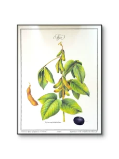 Le Soja, illustration imprimée en 1986. Botanique Vintage. 24X31cm