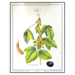 Le Soja, illustration imprimée en 1986. Botanique Vintage. 24X31cm