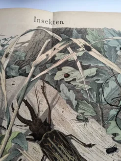 Lithographie ancienne de 1886 - Insectes et coléoptères (2) - Gravure