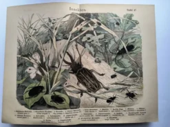 Lithographie ancienne de 1886 - Insectes et coléoptères (2) - Gravure