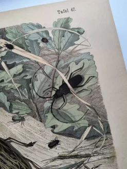 Lithographie ancienne de 1886 - Insectes et coléoptères (2) - Gravure