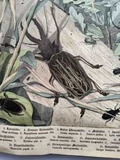 Lithographie ancienne de 1886 - Insectes et coléoptères (2) - Gravure