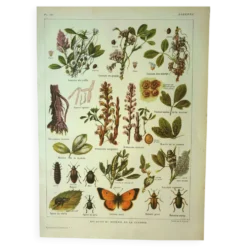 Lithographie ancienne 1921 M. Dessertenne - Luzerne - planche botanique