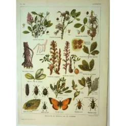Lithographie ancienne 1921 M. Dessertenne - Luzerne - planche botanique