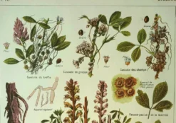 Lithographie ancienne 1921 M. Dessertenne - Luzerne - planche botanique