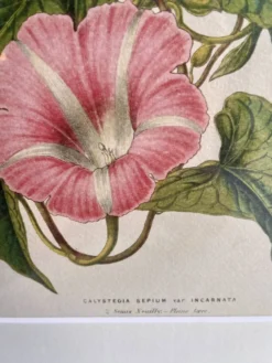 Lithographie botanique du 19ème siècle de la liseron rose, vers 1853