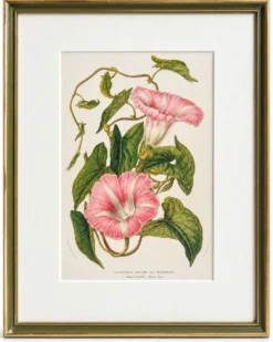 Lithographie botanique du 19ème siècle de la liseron rose, vers 1853