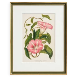 Lithographie botanique du 19ème siècle de la liseron rose, vers 1853