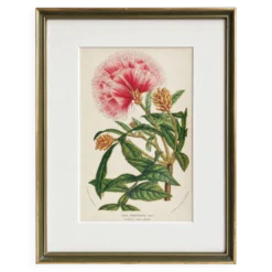 Lithographie botanique du 19ème siècle d'Inga Ferruginea, vers 1853.