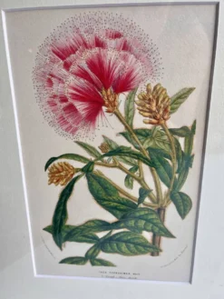 Lithographie botanique du 19ème siècle d'Inga Ferruginea, vers 1853.