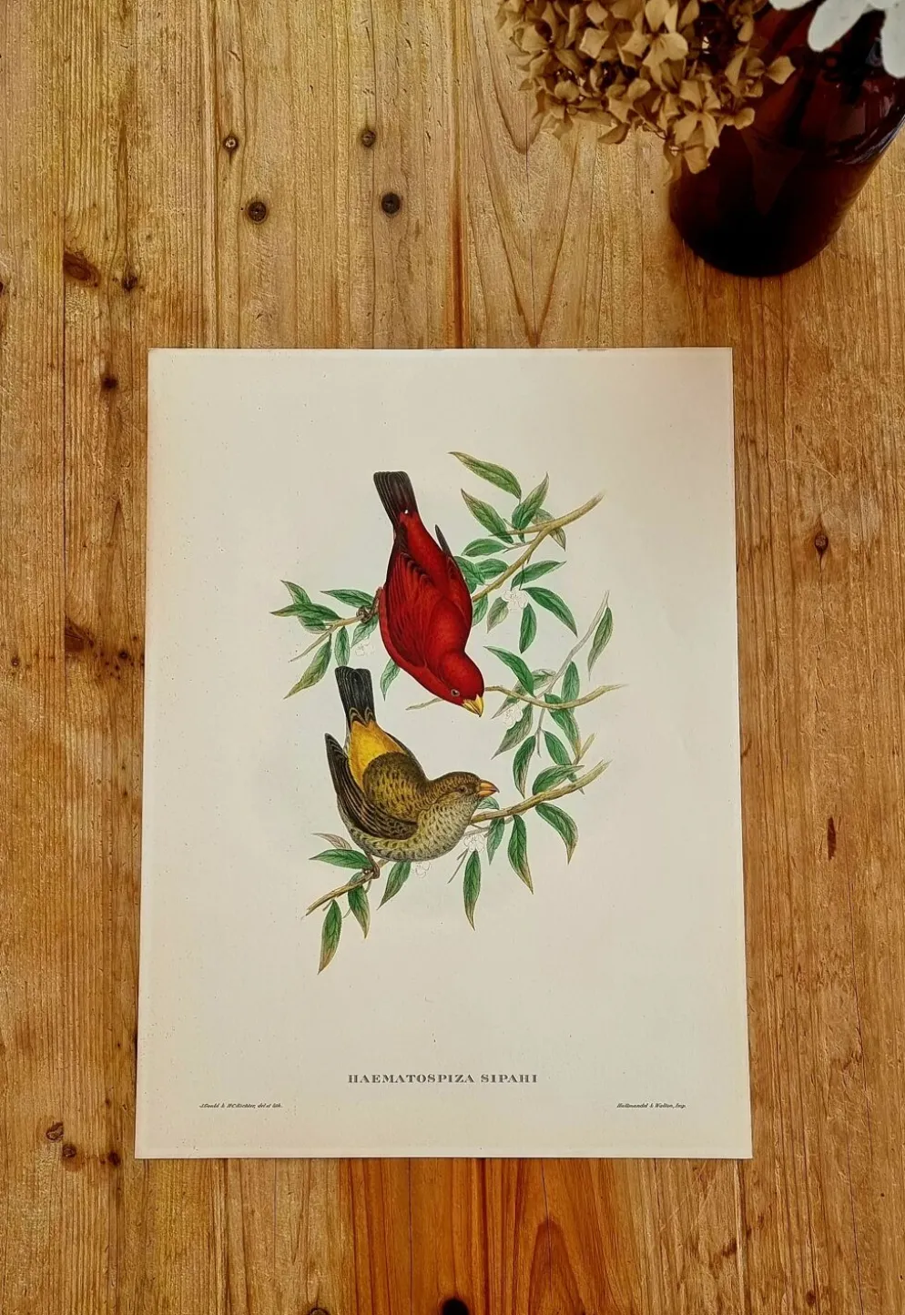Lithographie d'oiseaux "Haematospiza sipahi" de J. Gould & H.C. Richter