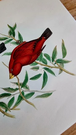 Lithographie d'oiseaux "Haematospiza sipahi" de J. Gould & H.C. Richter