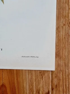 Lithographie d'oiseaux