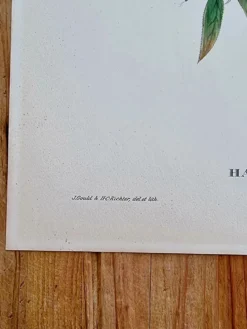 Lithographie d'oiseaux