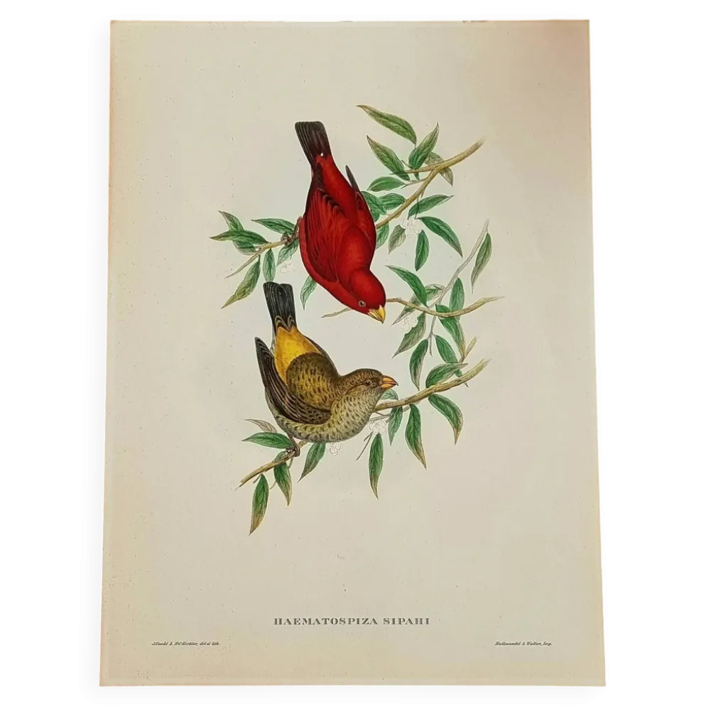 Lithographie d'oiseaux "Haematospiza sipahi" de J. Gould & H.C. Richter