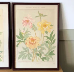 4 lithographies florales 1900