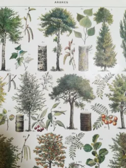 Lithographie sur les arbres de 1928 "peuplier"